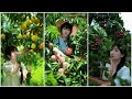 Beautiful nature with rural life p158  fresh fruits in peaceful countryside