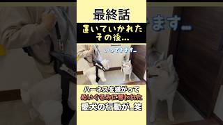可愛すぎる結末に...笑#犬 #dog #シベリアンハスキー#かわいい #可愛い #癒し #大型犬のいる生活
