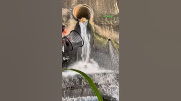 Cá Lớn - hứng Cá Chép Khủng rơi khỏi cống 😱 #khacthuyvlogg