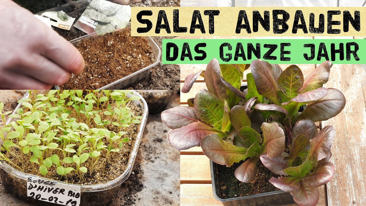 So baust du das ganze Jahr eigene Salate an Aussaat, Düngung