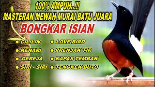 Download Lagu 🔴 LIVE 01 - Masteran Murai Batu Pagi Hari Bongkar Isian Cocok buat Murai macet bunyi MP3