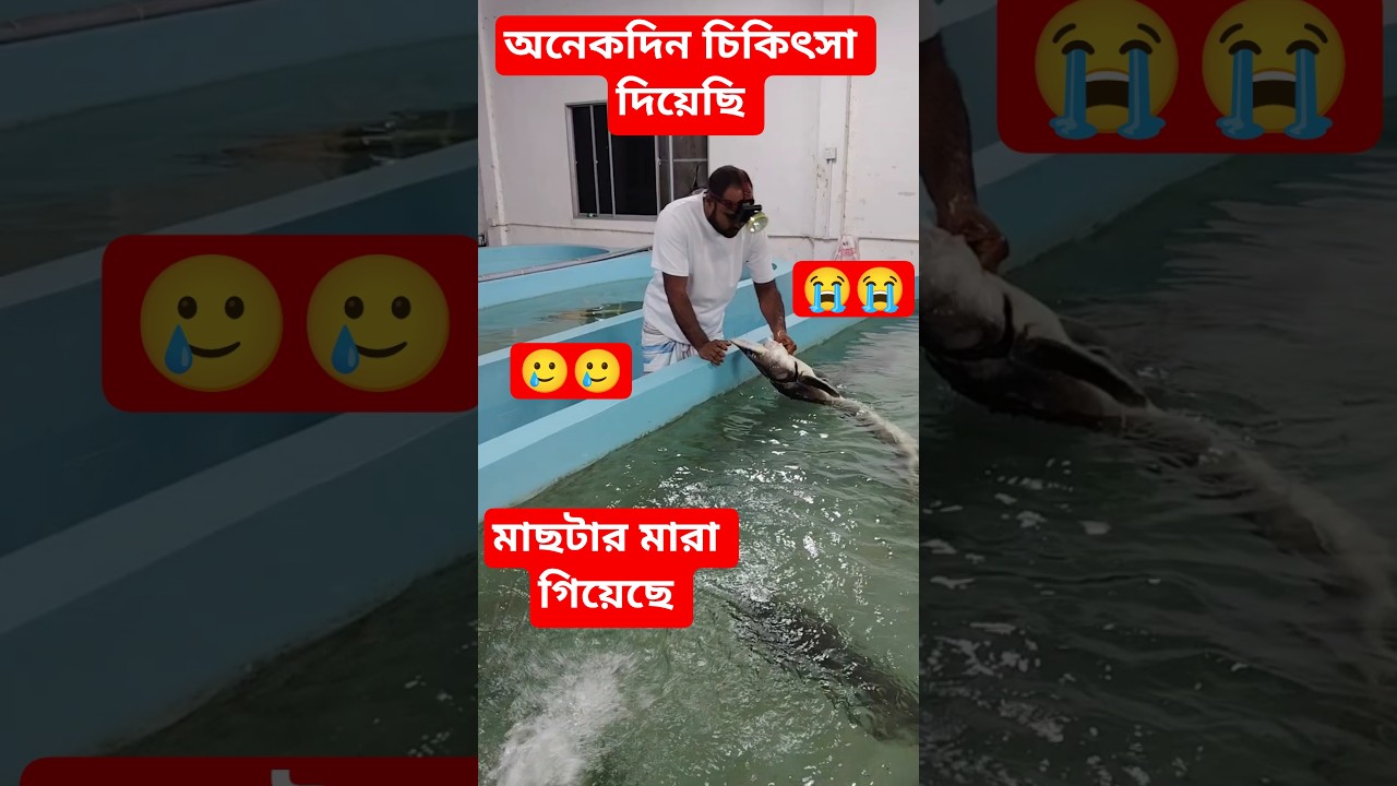 মাছটা অসুস্থ ছিল, অনেকদিন চিকিৎসা দিয়েছি ঠিক হয়নি #fishing #fish #food #streetfood #bengalifish