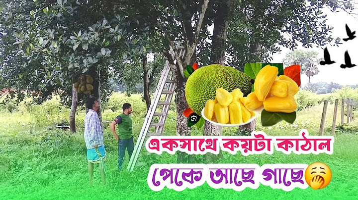 গাছে কাঁঠাল পেকে পচেঁ যাচ্ছে কেউ খাওয়ার নাই। কাঁঠালের জগতে আপনাকে স্বাগতম। Jackfruit || Hello KSA