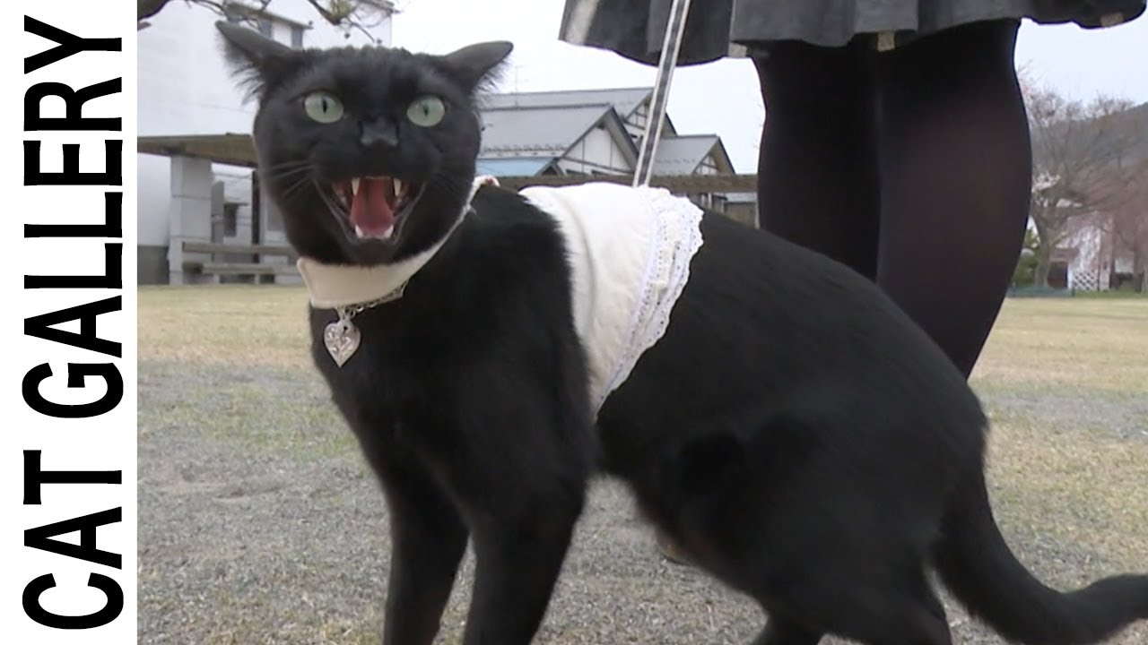 可愛い猫の散歩について行ったら突然威嚇された 恐ろしく怖い顔になったよ 笑 Youtube