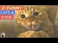 21 funny cat and dogs compilation  try not to laugh  the dodo best of