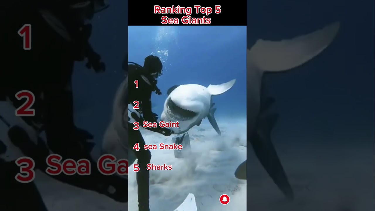 Top 5 sea Giants 