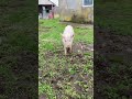 How our happy pig returns home every sunset 🐷🌿🇬🇪