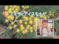 【岡山・玉野】ミモザ探しとお好み焼き屋のアイスモナカ
