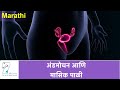 मासिक चक्र और हार्मोनल प्रक्रियाएं
