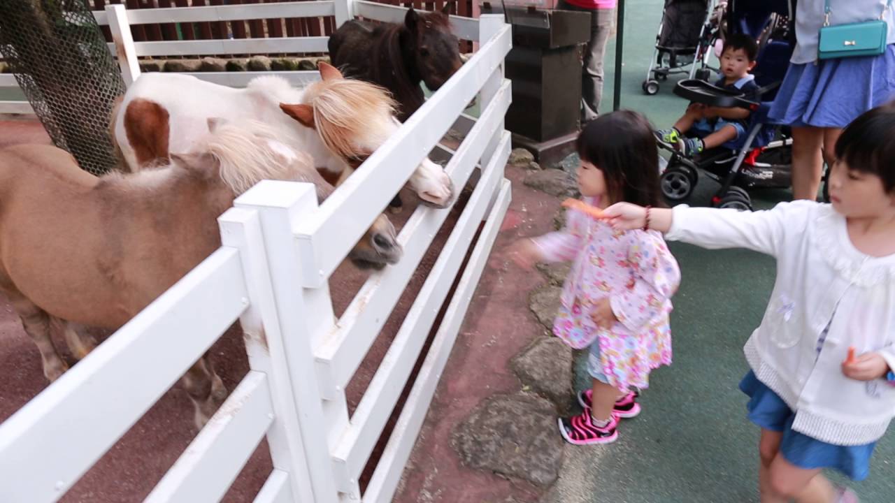 九州野生動物園 迷你馬餵食 Youtube