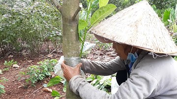nhà nông kỹ thuật ghép mít giúp mắt ghép cứng không bị gẫy nhanh có quả
