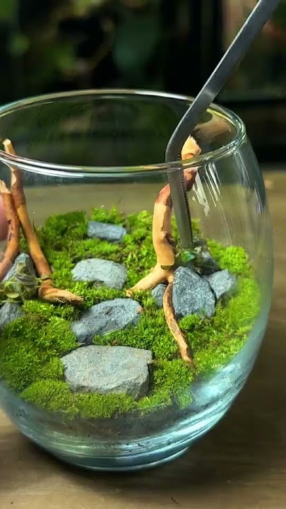 Tiny Moss Tree Themed Terrarium 