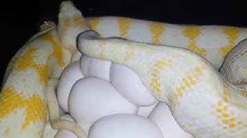 Albino Darwin carpet python laying eggs!