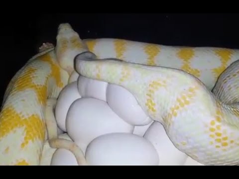 Albino Darwin carpet python laying eggs!