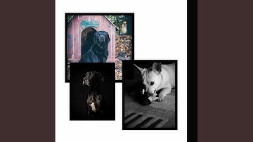 Pulsating Moods for Doggy Safe Space