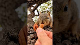 Squirrel Fishing with Baby Shu #animals #friends #games #play #time #win #sports #special #season #1