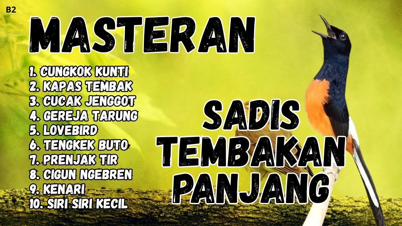 🔴 GACOR SADIS MENTAL KUAT MASTERAN MURAI BATU GACOR