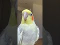 ほわ毛チャレンジ　#shorts #オカメインコ