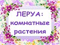 ЗАВОЗ в Леруа:КОМНАТНЫЕ РАСТЕНИЯ,09.04.21,ТЦ "Космопорт",Самара.