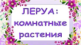 Орхидеи,узамба́рские фиалки,Самара🌺