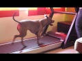 Treadmill Training for Dogs
