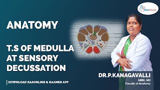 T S Of Medulla At Sensory Decussation