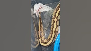 پوست اندازی بال پایتون