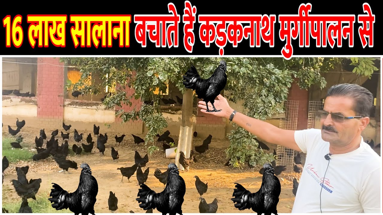 7 साल से सफलतापूर्वक कड़कनाथ मुर्गी पालन || Kadaknath Farming ||  Kadaknath Chicken Farming