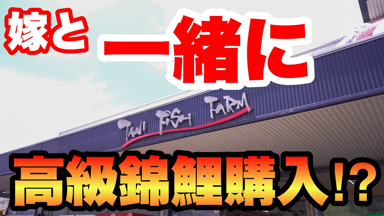 【嫁と一緒に買いに行く！】予算50,000円で錦鯉購入！谷養魚場へ行ってきた！ #錦鯉 #koi #nishikigoi