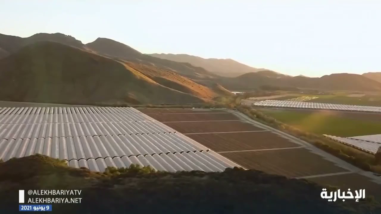 مزارع التوت والفراوله في محافظة البكيرية