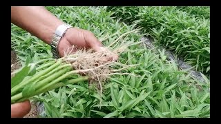 How to grow Upland Kangkong - the clean, delicious, healthy and profitable crop.