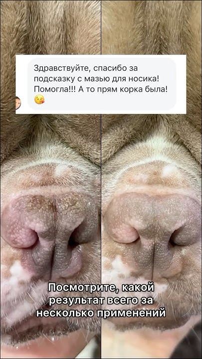 Регенерирующая мазь от @s_pets_ru для ухода за повреждённой кожей. Арт ...