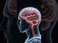 The Zeigarnik Effect: Why Unfinished Tasks Haunt Your Mind