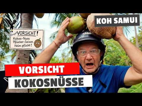 Helmpflicht auf Samui? Wenn die Kokosnüsse angreifen!