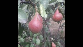 Ripe pears in the garden #ripe #pears #garden