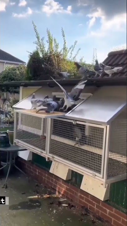 pigeon dropping into trap door 🤩💭