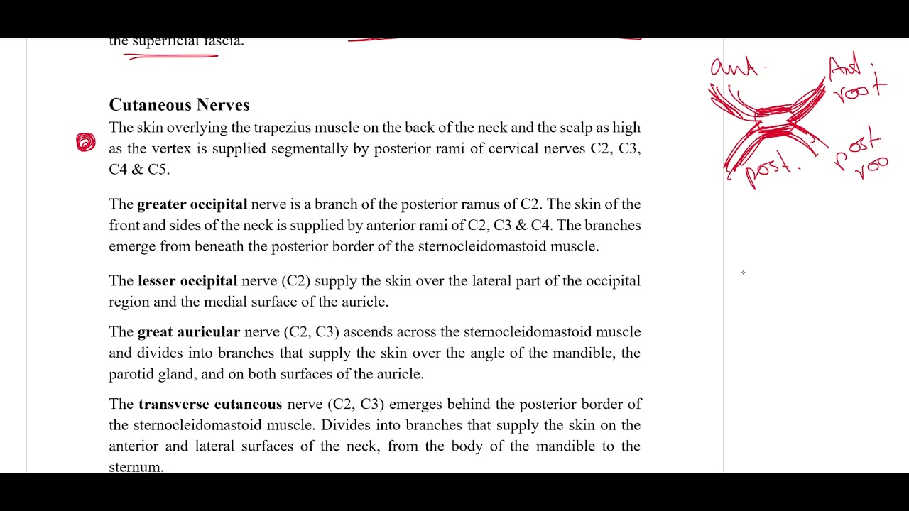 GR2 - Lec 13 - The Neck - Part 1