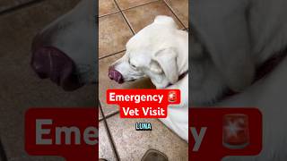 Luna emergency 🚨 vet visit
