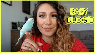 24 hrs with a new baby budgie, What its like