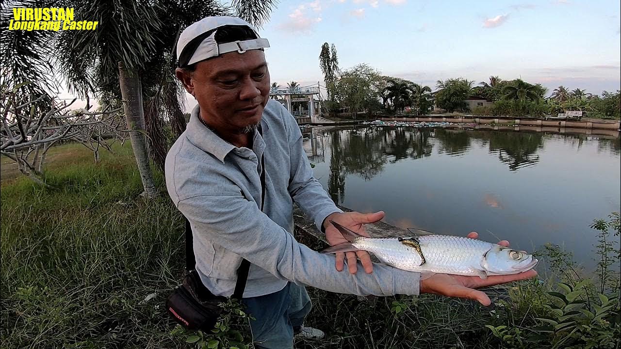 Casting Belida Kubang Rotan Dgn Soft plastic Feel The TUPP [ Clown