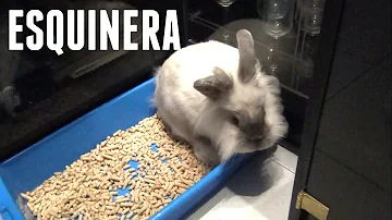 ¿Debo poner lecho en la caja de arena de mis conejos?