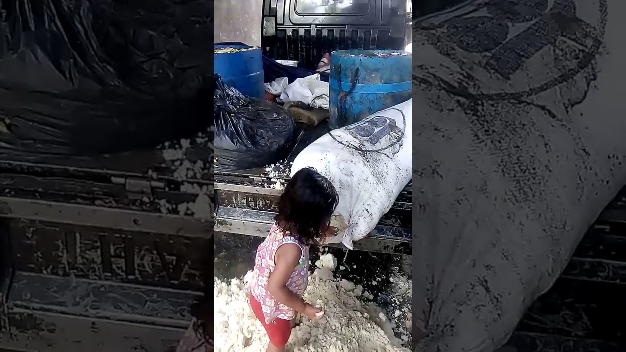 Bella kasi makan babi 