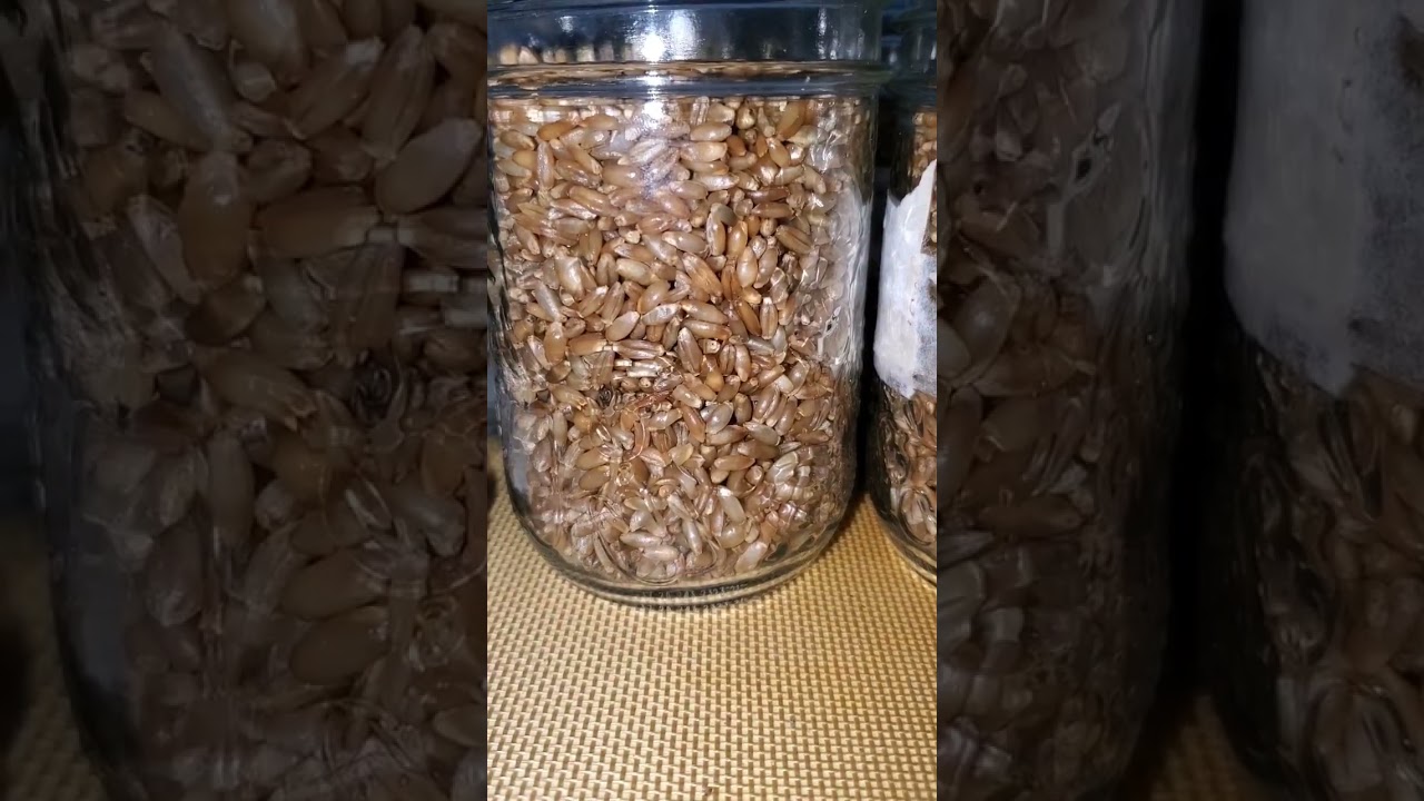 Organic rye grain spawn prep