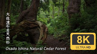 Osado Ishina Natural Cedar Forest - Sado - Niigata - 大佐渡石名天然杉