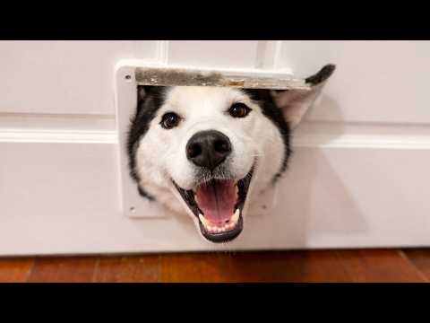 Funniest Huskies 😂 Too Much Drama for One Dog