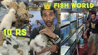 fishes offer at king's fish world hyderabad | all quality Persian kittens available in Hyderabad