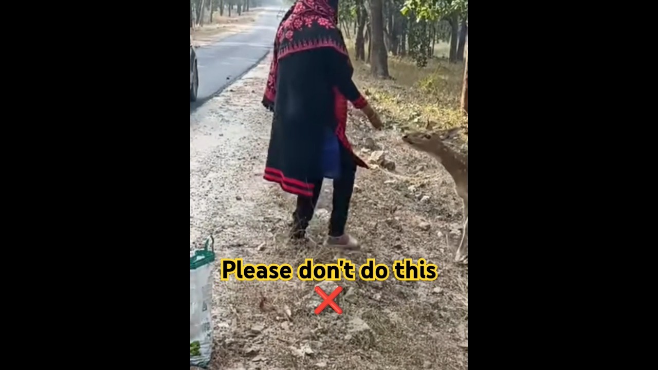 do not feed wild animals ll Bandhavgarh national park 