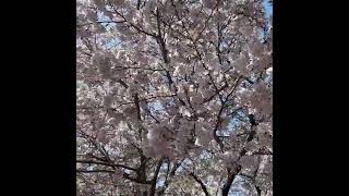 Download Lagu Ungkapan rasa rindu yang dituangkan lewat lagu. #cristianoronaldo #shabrinaleanor #takkanterganti MP3