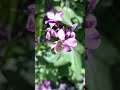 Bee-fly