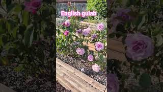 🌹#English_gulab🌹#youtubeshorts #trendingshorts #shortsfeed